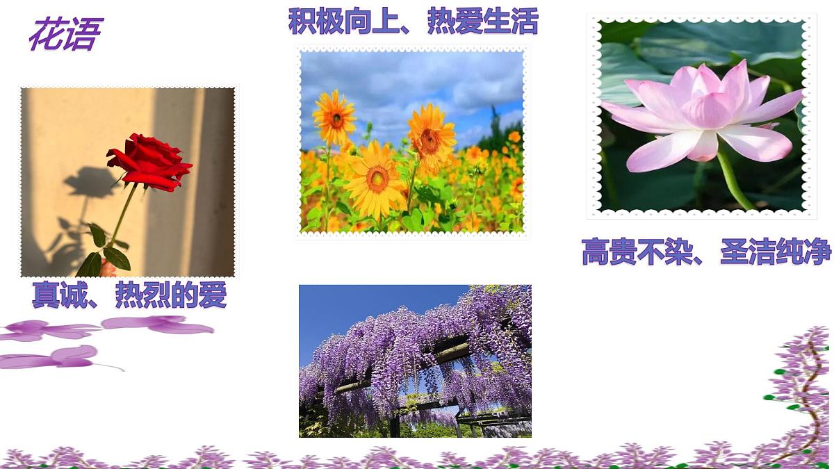 第19课《紫藤萝瀑布》课件-2024-2025学年统编版语文七年级下册第2页