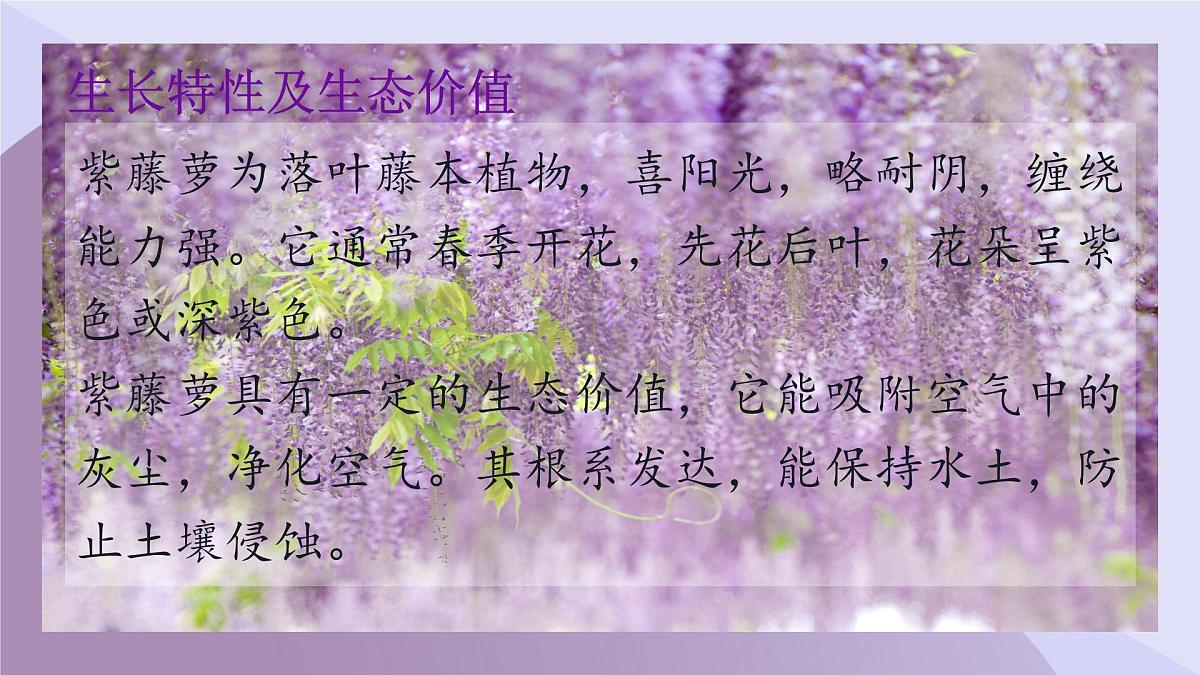 第19课《紫藤萝瀑布》课件-2024-2025学年统编版语文七年级下册第4页