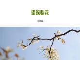 部編版語文七年級下冊14《驛路梨花》課件