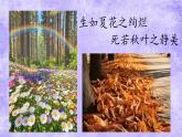 19 紫藤蘿瀑布 課件統(tǒng)編版七年級語文下冊