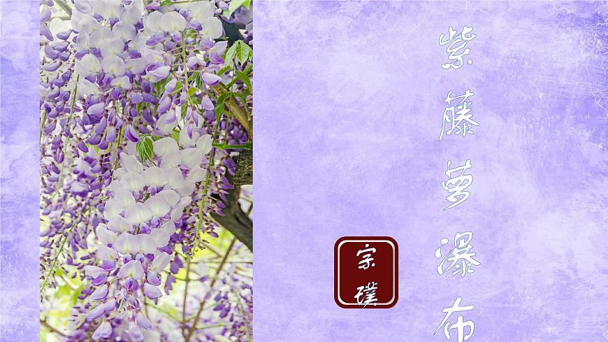 19 紫藤萝瀑布 课件统编版七年级语文下册第4页