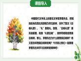 16 白楊禮贊 （教學(xué)課件）初中語文統(tǒng)編版（2024）八年級(jí)上冊(cè)