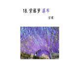 19 紫藤蘿瀑布 課件統(tǒng)編版七年級語文下冊