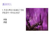 19 紫藤蘿瀑布 課件統(tǒng)編版七年級語文下冊