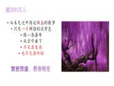 19 紫藤蘿瀑布 課件統(tǒng)編版七年級語文下冊