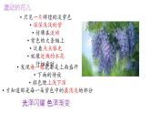 19 紫藤蘿瀑布 課件統(tǒng)編版七年級語文下冊