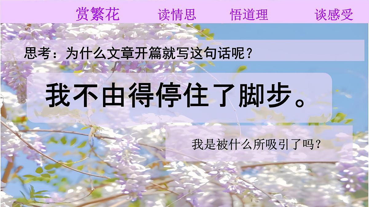 第19课《紫藤萝瀑布》课件-2024-2025学年统编版语文七年级下册第4页