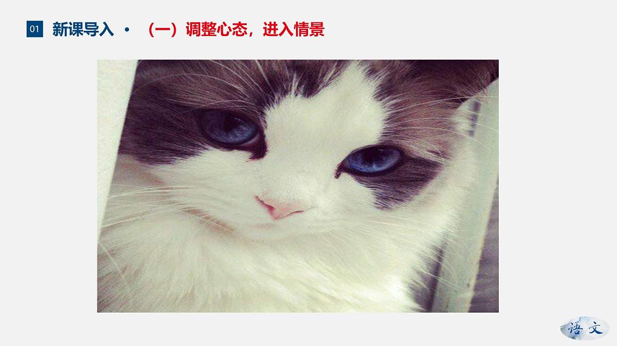 新人教部编版语文七上 5-17《猫》--课件第8页