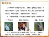 新人教部編版語文七上 5-18《我的白鴿》課件
