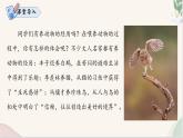 新人教部編版語文七上 5-18《我的白鴿》  課件