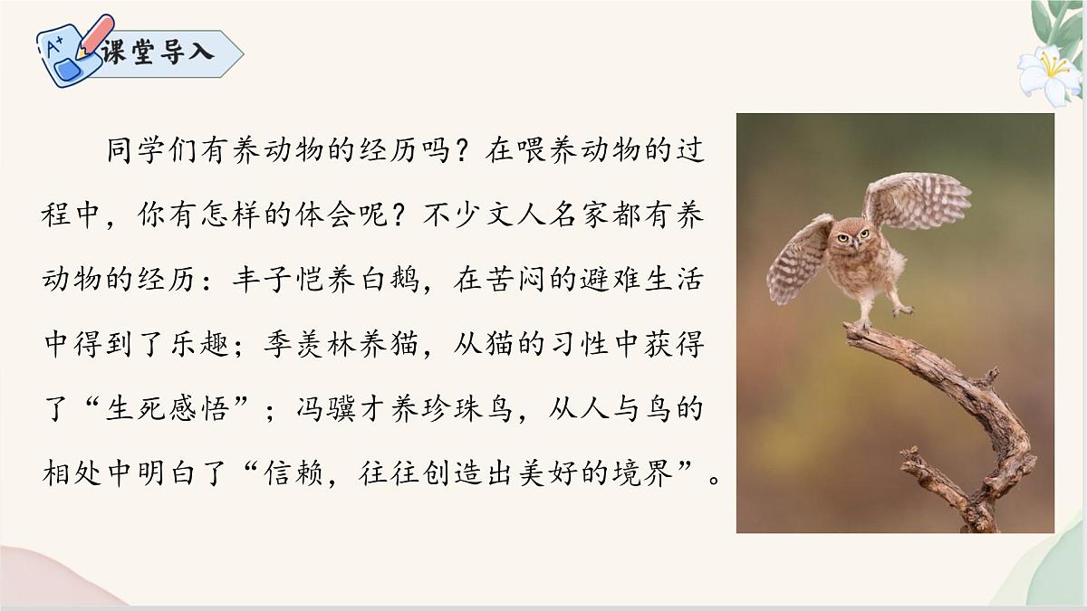 新人教部编版语文七上 5-18《我的白鸽》  课件第2页