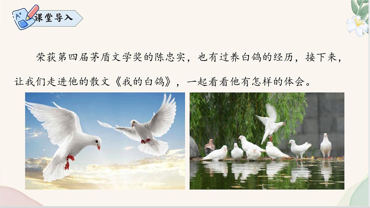 新人教部编版语文七上 5-18《我的白鸽》  课件第3页