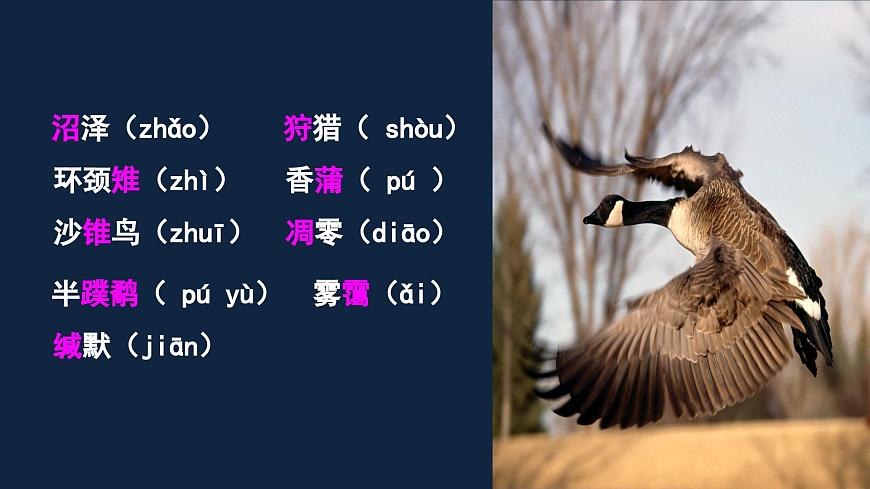 新人教部编版语文七上 5-19《大雁归来》 课件第3页