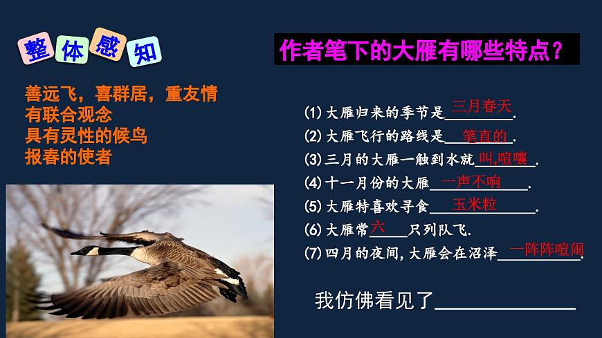 新人教部编版语文七上 5-19《大雁归来》 课件第4页