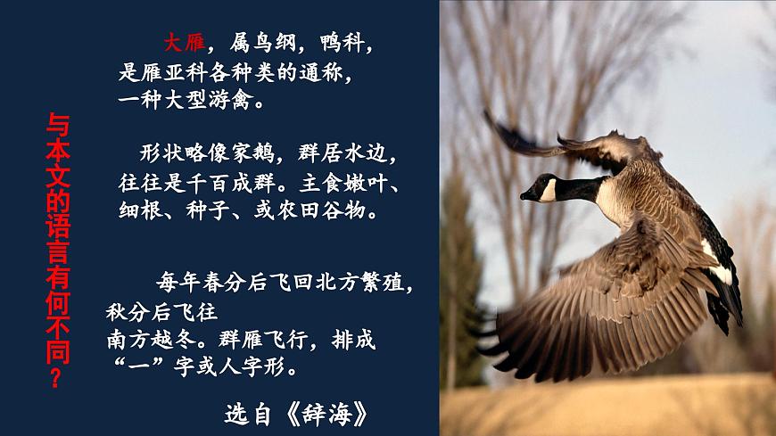 新人教部编版语文七上 5-19《大雁归来》 课件第5页