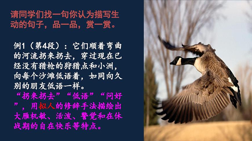 新人教部编版语文七上 5-19《大雁归来》 课件第7页