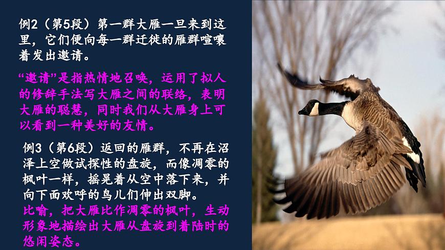 新人教部编版语文七上 5-19《大雁归来》 课件第8页