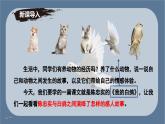 新人教部編版語文七上 5-18《我的白鴿》-課件