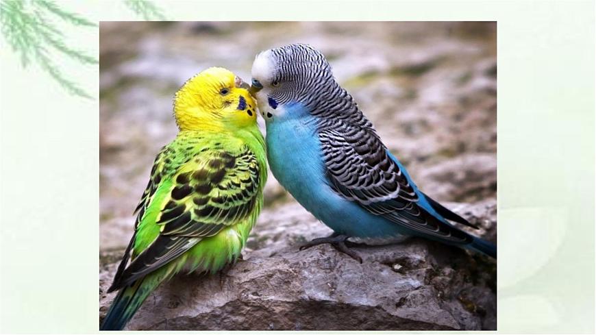 新人教部编版语文七上 5-19《大雁归来》课件第4页