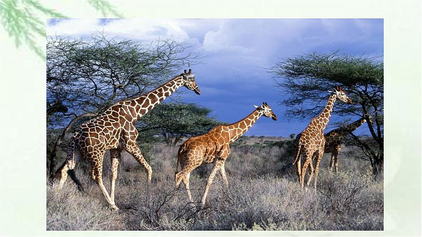 新人教部编版语文七上 5-19《大雁归来》课件第5页