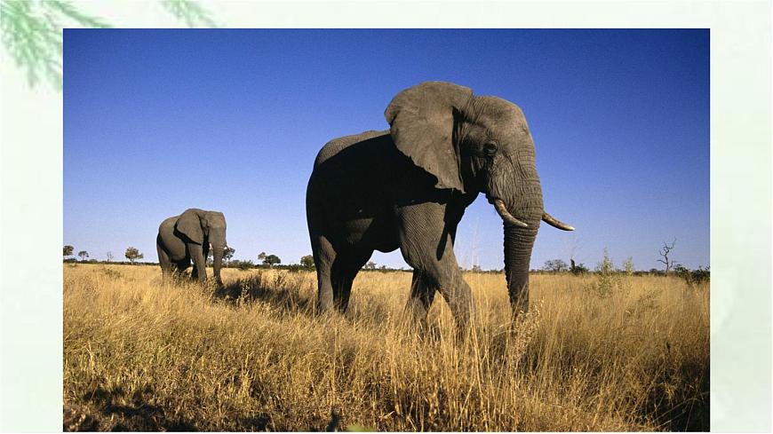 新人教部编版语文七上 5-19《大雁归来》课件第6页