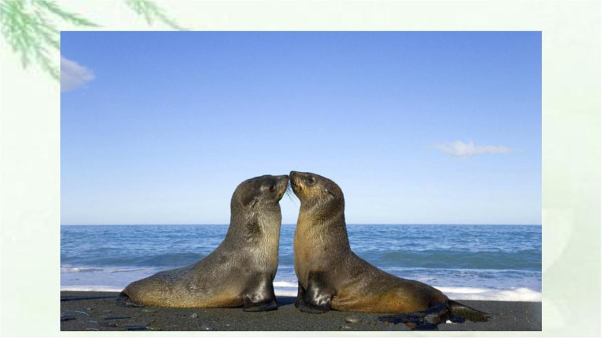 新人教部编版语文七上 5-19《大雁归来》课件第7页