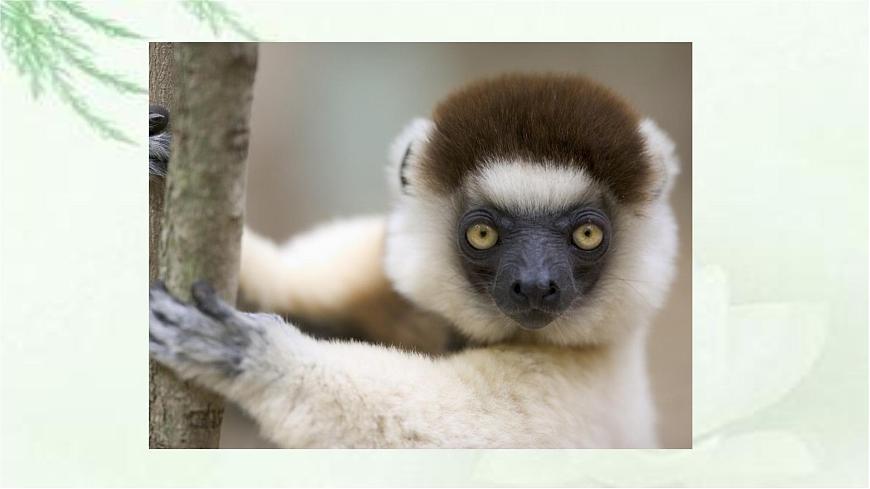 新人教部编版语文七上 5-19《大雁归来》课件第8页