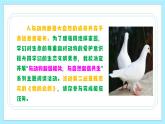 新人教部編版語文七上 5-18《我的白鴿》課件