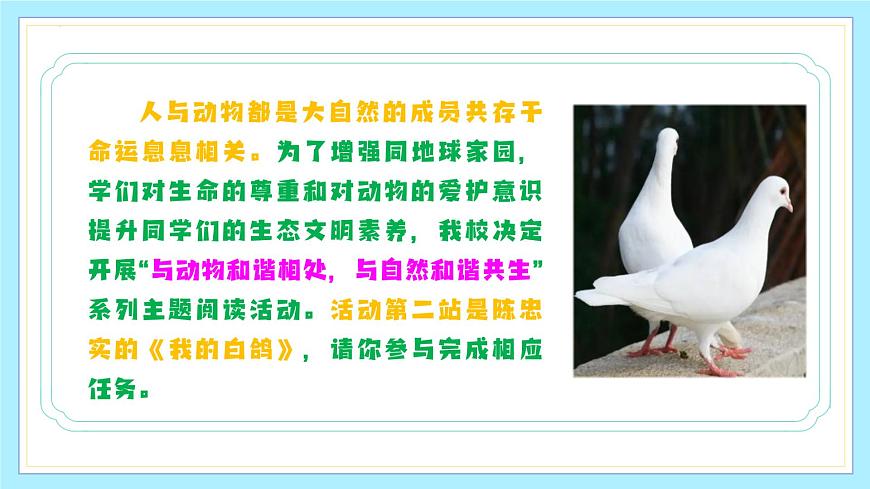 新人教部编版语文七上 5-18《我的白鸽》课件第4页