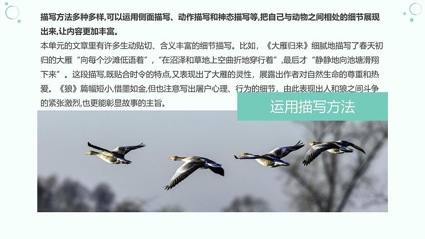 新人教部编版语文七上 第五单元《记叙与动物的相处》课件第7页