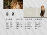新人教部編版語文七上 6-24《蚊子和獅子》課件