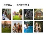部編版2025-2026年第一學(xué)期 七年級(jí) 語(yǔ)文上冊(cè) 第五單元  任務(wù)三  記敘與動(dòng)物的相處  課件
