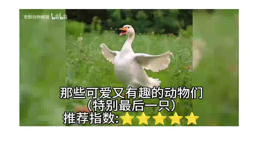 新人教部编语文七上 第五单元《亲近动物，丰富生命体验》课件第4页