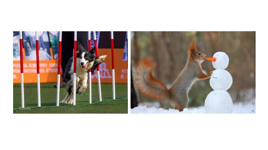 新人教部编语文七上 第五单元《亲近动物，丰富生命体验》课件第5页