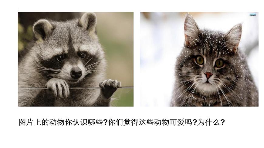 新人教部编语文七上 第五单元《亲近动物，丰富生命体验》课件第6页