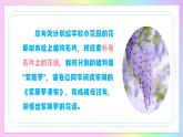 新人教部編語文七下 5-19《 紫藤蘿瀑布》 教學(xué)課件