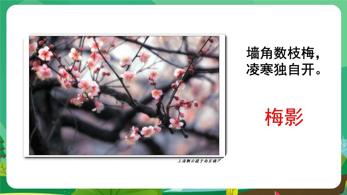统编版八年级语文上册课件《白杨礼赞》第3页