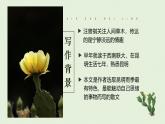 新人教部編語(yǔ)文八上 4-18《昆明的雨》-課件