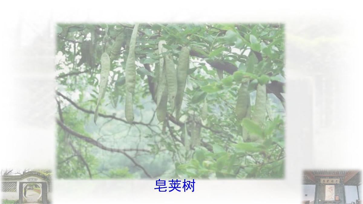 统编版七年级语文上册课件第9课《从百草园到三味书屋》第3页