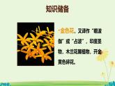 統(tǒng)編版七年級(jí)語文上冊(cè)課件第7課《散文詩二首-金色花》