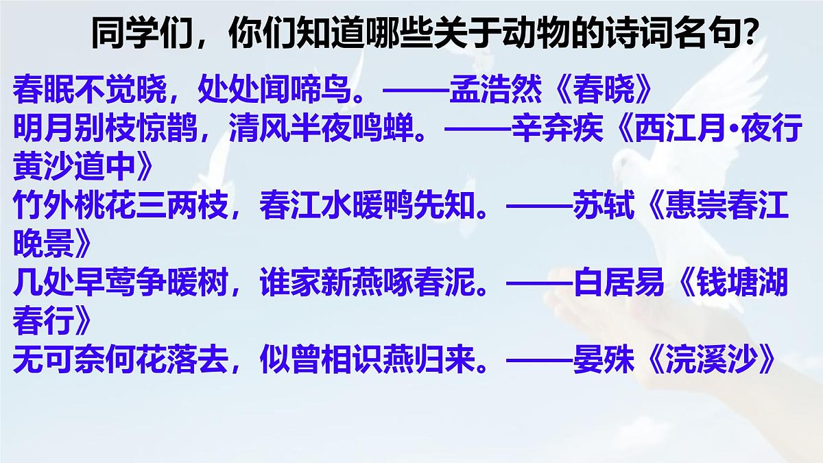 统编版七年级语文上册教学课件《第18课 我的白鸽》第1页