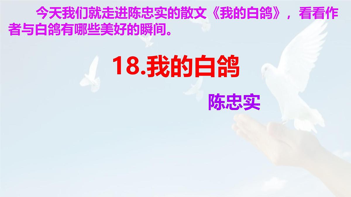 统编版七年级语文上册教学课件《第18课 我的白鸽》第2页