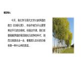 部編八上語文第四單元課件16 白楊禮贊 （茅盾）