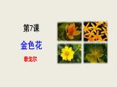 部編版七上語文第7課《散文詩二首》之《金色花》同步課件+素材