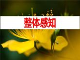 部編版七上語文第7課《散文詩二首》之《金色花》同步課件+素材