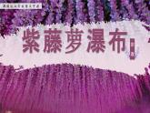 人教部編版語文七年級下19《紫藤蘿瀑布》 課件