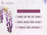 人教部編版語文七年級下19《紫藤蘿瀑布》 課件