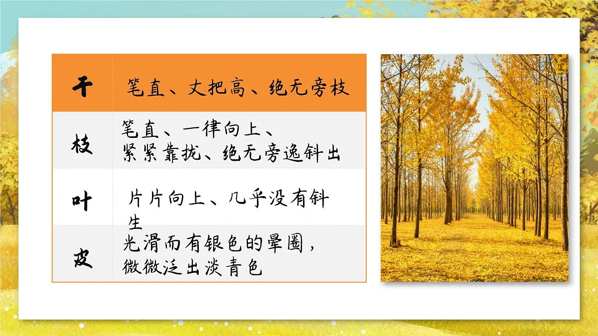 第16课《白杨礼赞》课件-2025-2026学年统编版语文八年级上册第5页