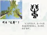 人教版初中語文八上第四單元《白楊禮贊》課件