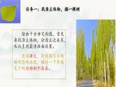 人教版初中語文八上第四單元《白楊禮贊》課件